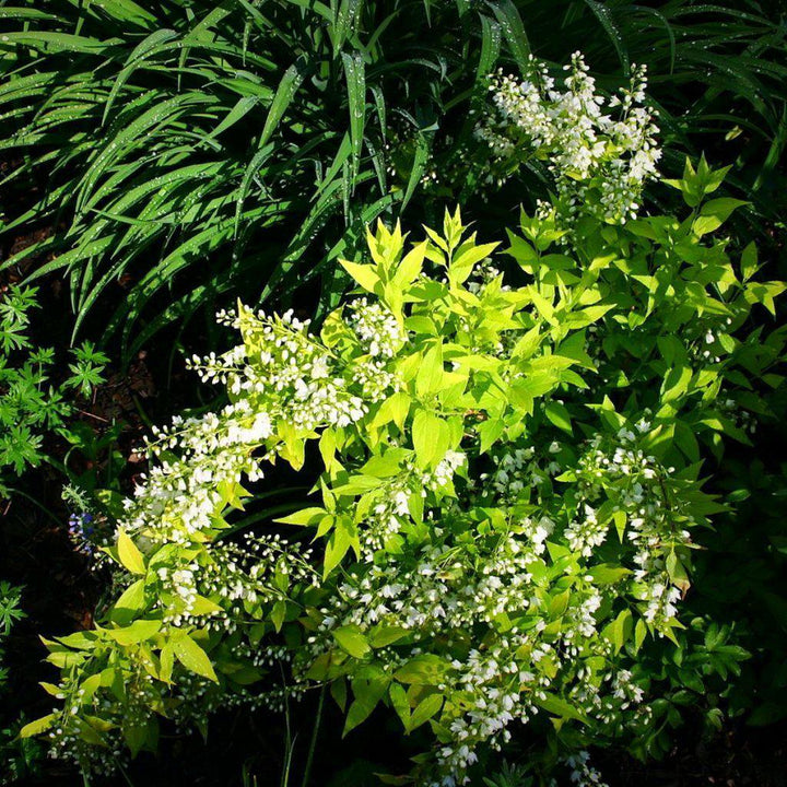 Chardonnay Pearls® Deutzia