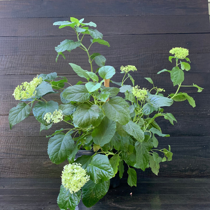 Mophead Hydrangea, Annabelle Hydrangea