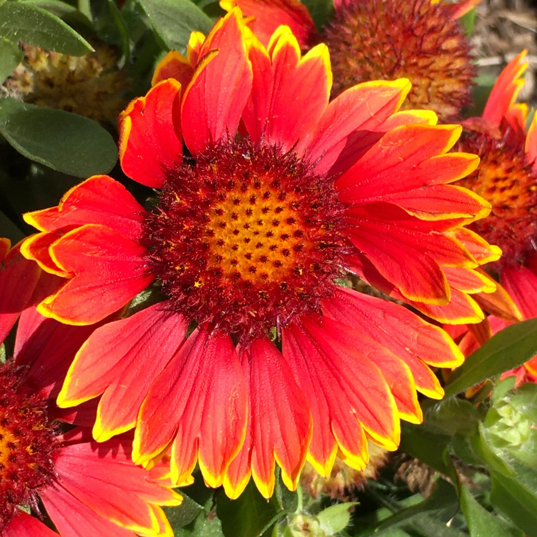 Gaillardia aristata 'Bargaispinor'  - Spintop™ Orange Halo Blanket Flower