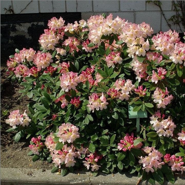 Rhododendron yakushimanum 'Percy Wiseman'  - Percy Wiseman Rhododendron