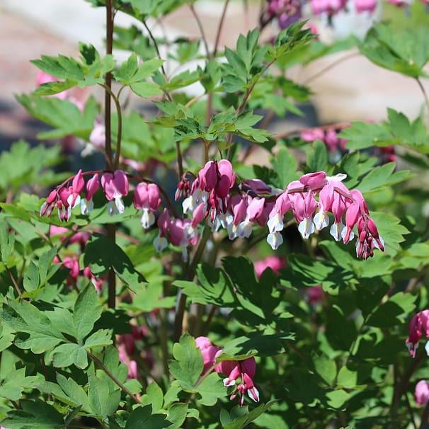 Bleeding Heart