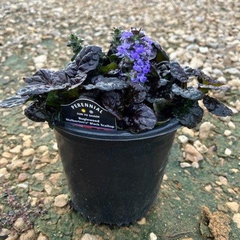 Black Scallop Bugleweed