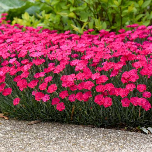 Paint the Town Magenta Dianthus