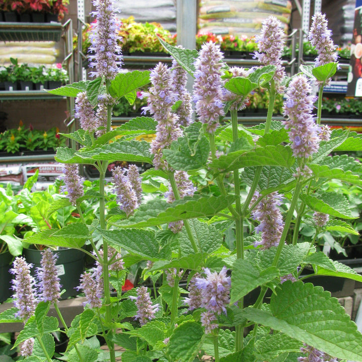 Agastache foeniculum  - Anise Purple Hyssop