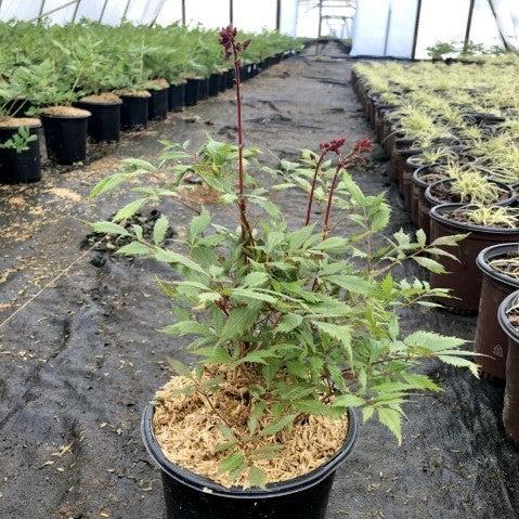 Fanal Astilbe