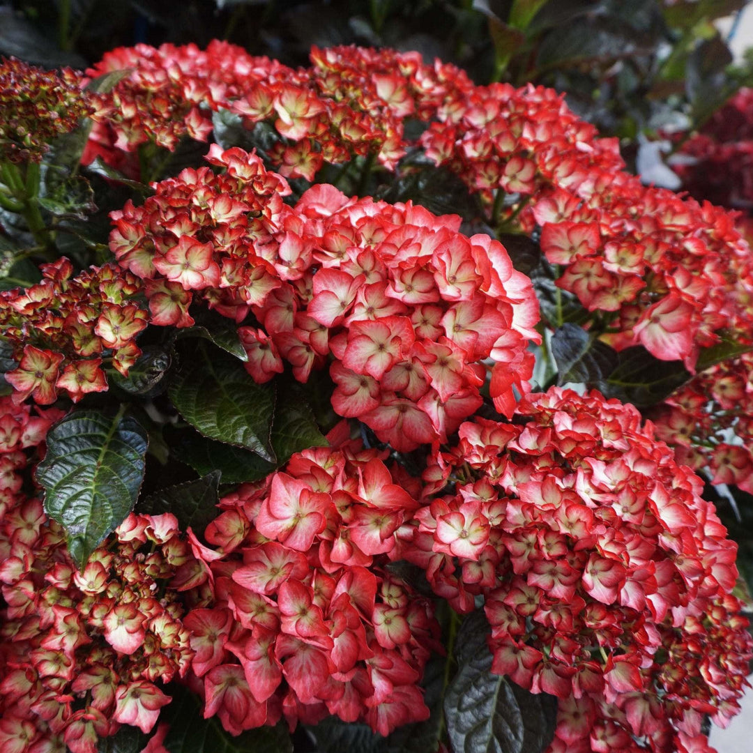 Kimono Hydrangea