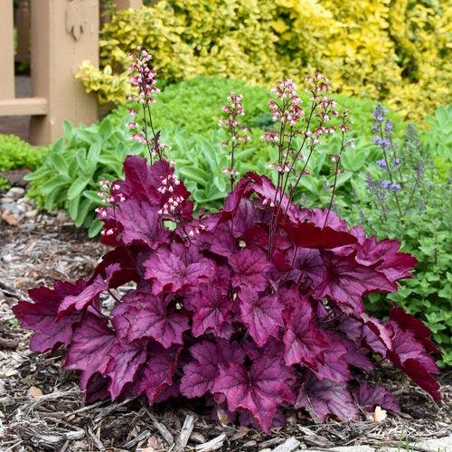 Primo® Wild Rose Heuchera