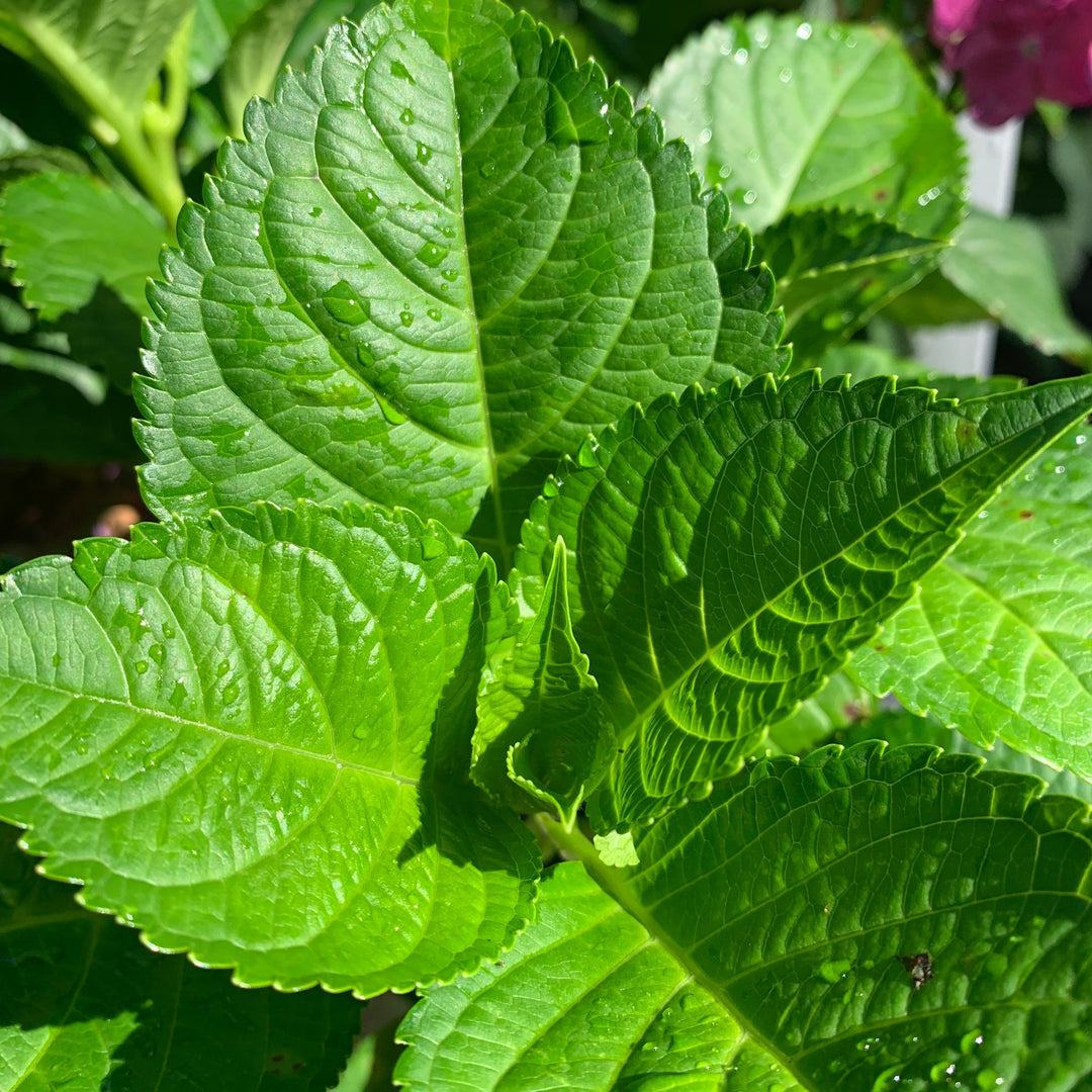 Endless Summer® Summer Crush® Hydrangea