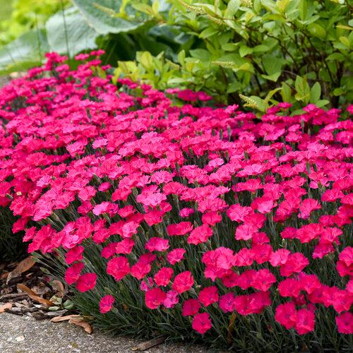 Paint the Town Magenta Dianthus