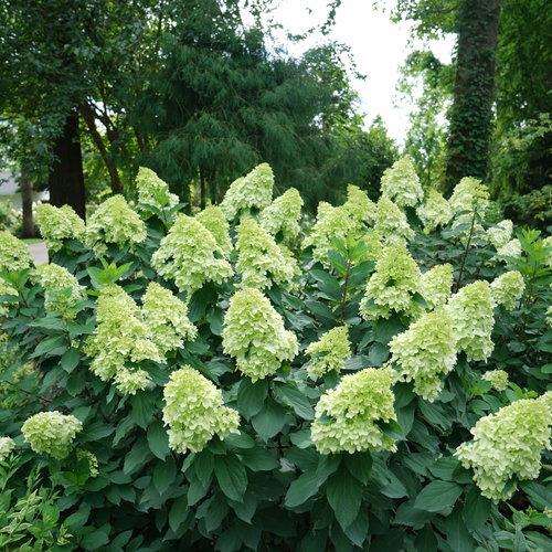 Proven Winners® Limelight Prime® Hydrangea