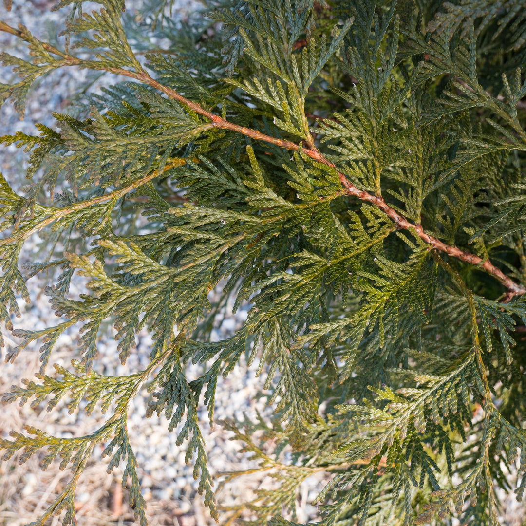 Spring Grove® Arborvitae