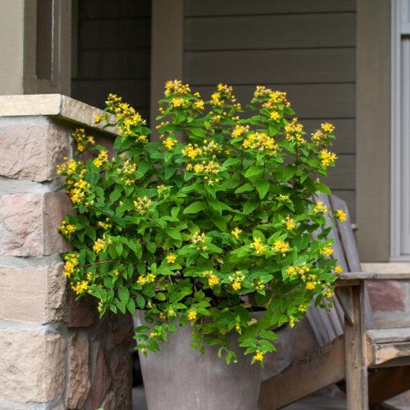 Pumpkin St. John's Wort