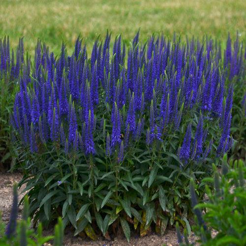 PW® Magic Show® Wizard of Ahhs Veronica