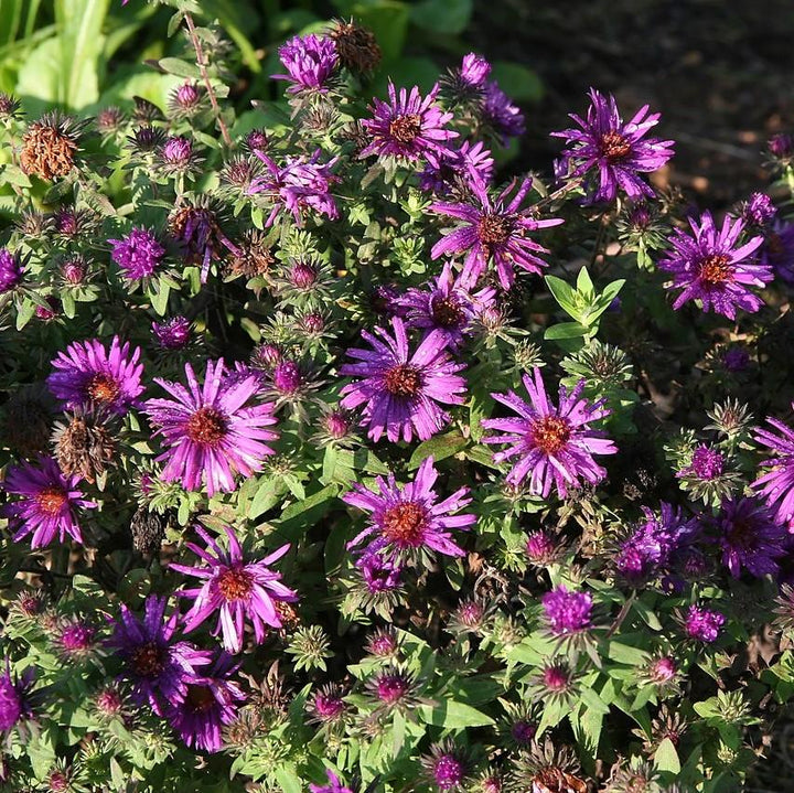 Purple Dome New England Aster