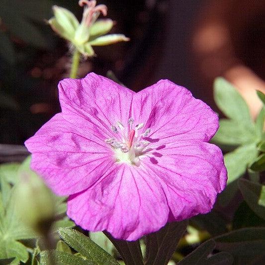 New Hampshire Purple Geranium