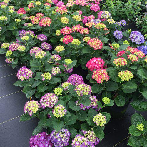 Wee Bit Giddy® Hydrangea