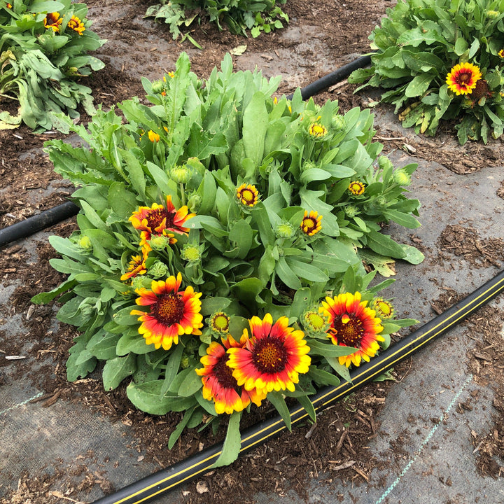 Gaillardia aristata 'Spintop Red Starburst'  - Spintop™ Red Starburst Blanket Flower