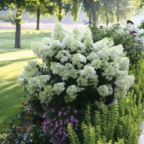 バルーンバティーア VICTORY 3枚 Proven Winners® Color Choice® Bobo® Hydrangea – Sunny Valley Farms