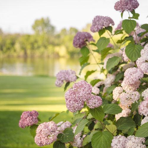 Invincibelle® Spirit II Hydrangea