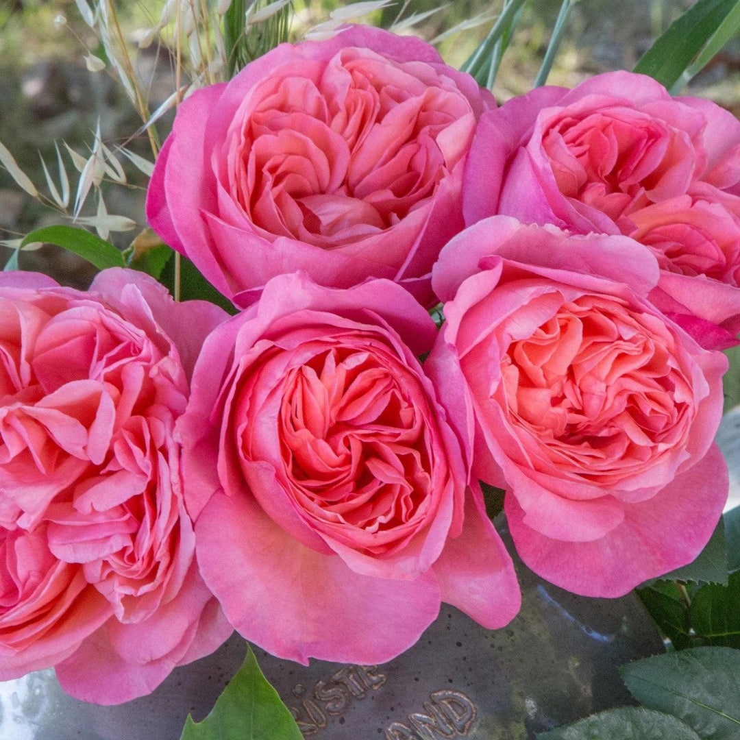 Bloomables® Sweet Mademoiselle™ Rose