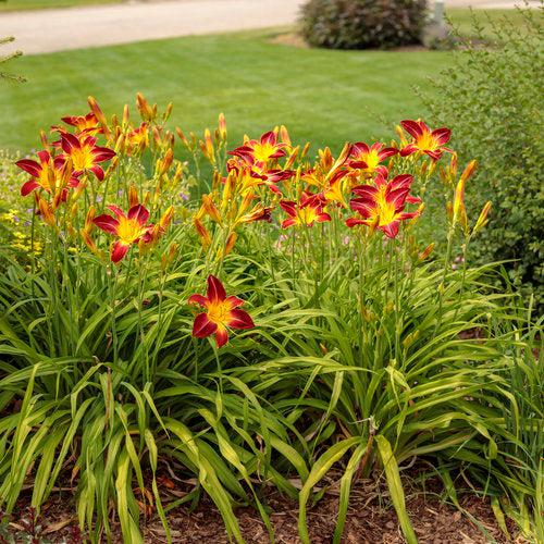 Hemerocallis 'Ruby Spider'  - Rainbow Rhythm® Ruby Spider Daylily