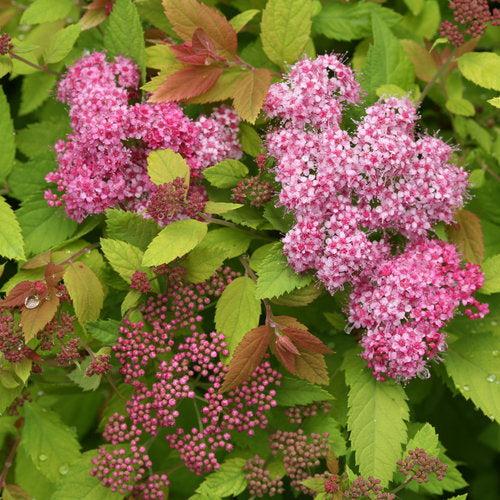 Double Play® Big Bang Spirea