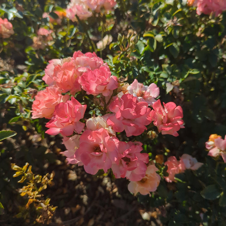 Peach Drift® Rose