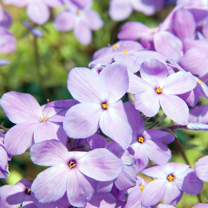 Sherwood Purple Creeping Phlox