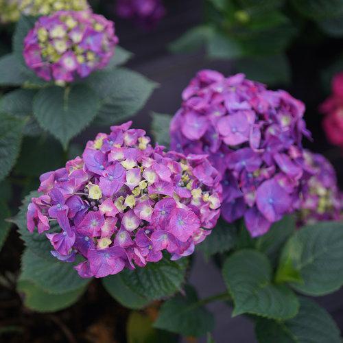Let's Dance® Big Band® Hydrangea