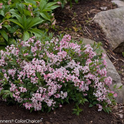 Yuki Cherry Blossom® Deutzia