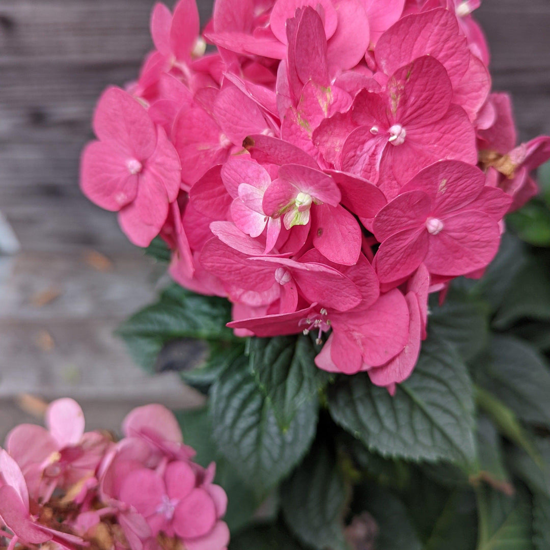 Endless Summer® Summer Crush® Hydrangea