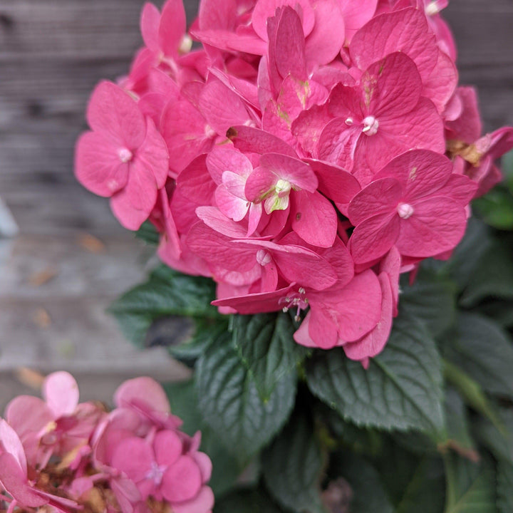 Endless Summer® Summer Crush® Hydrangea