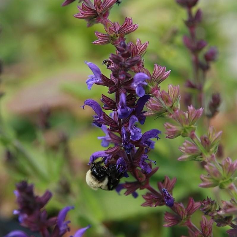 Marcus® Meadow Sage