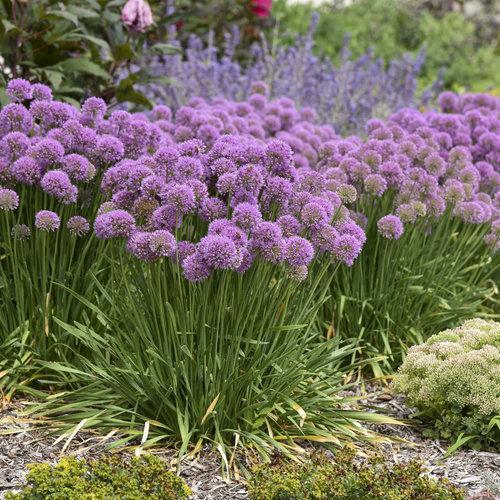Serendipity Ornamental Onion