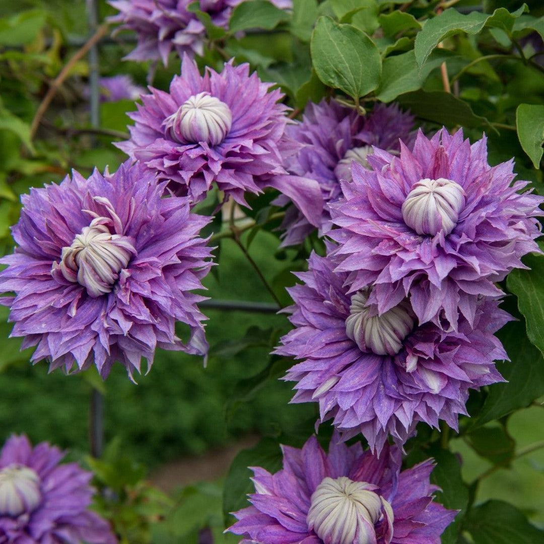 Regal® Diamantina™ Clematis