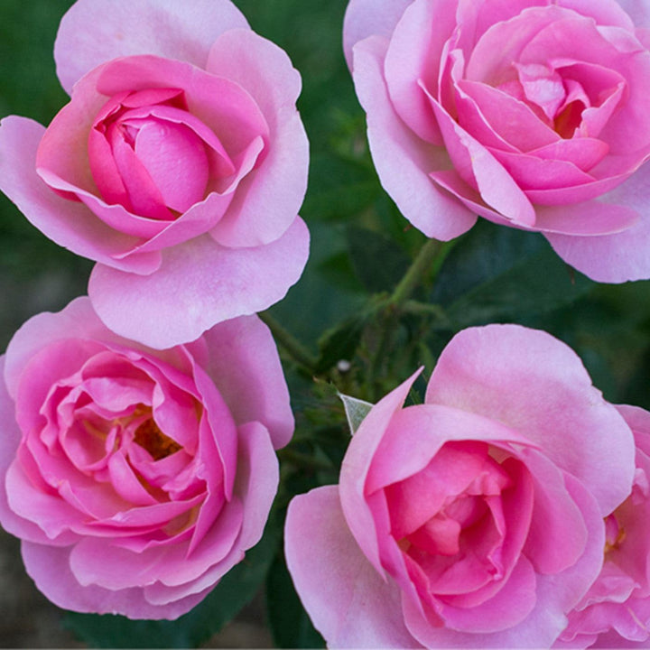 Knock Out® Peachy Rose