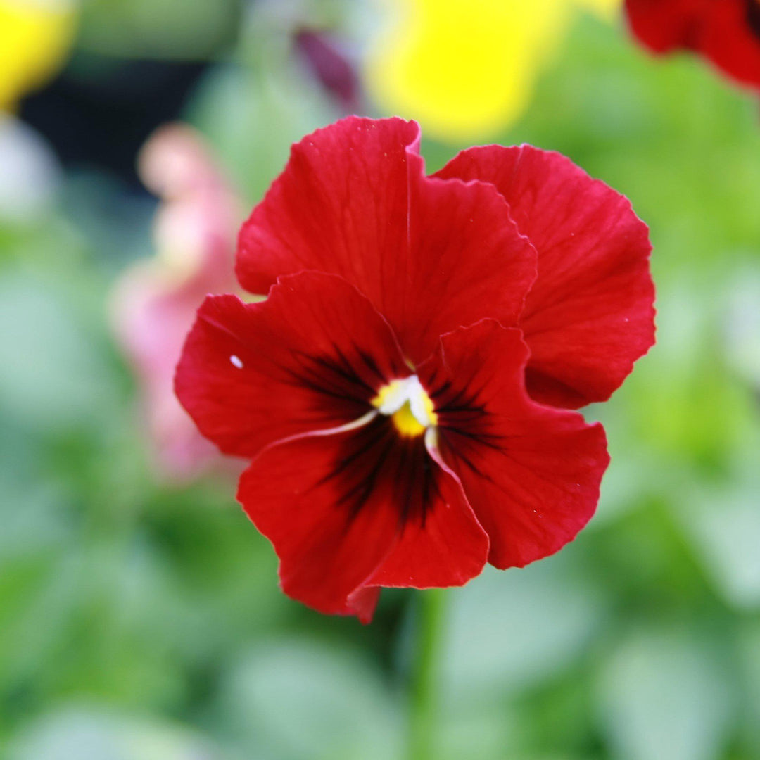Penny™ Red Blotch Viola