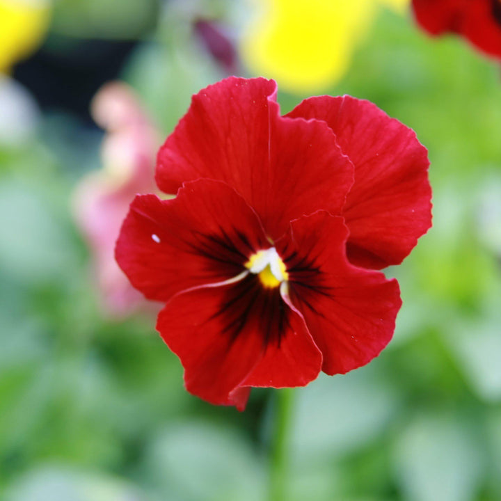 Penny™ Red Blotch Viola