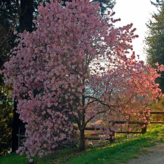 Leonard Messel Magnolia