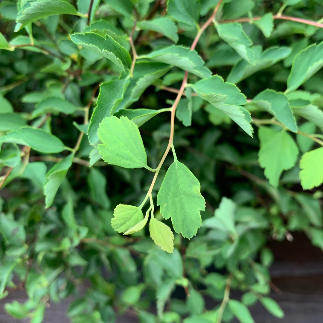 Renaissance Spirea