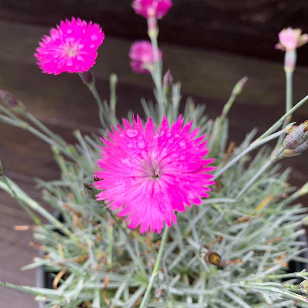 Firewitch Dianthus, Cheddar Pink