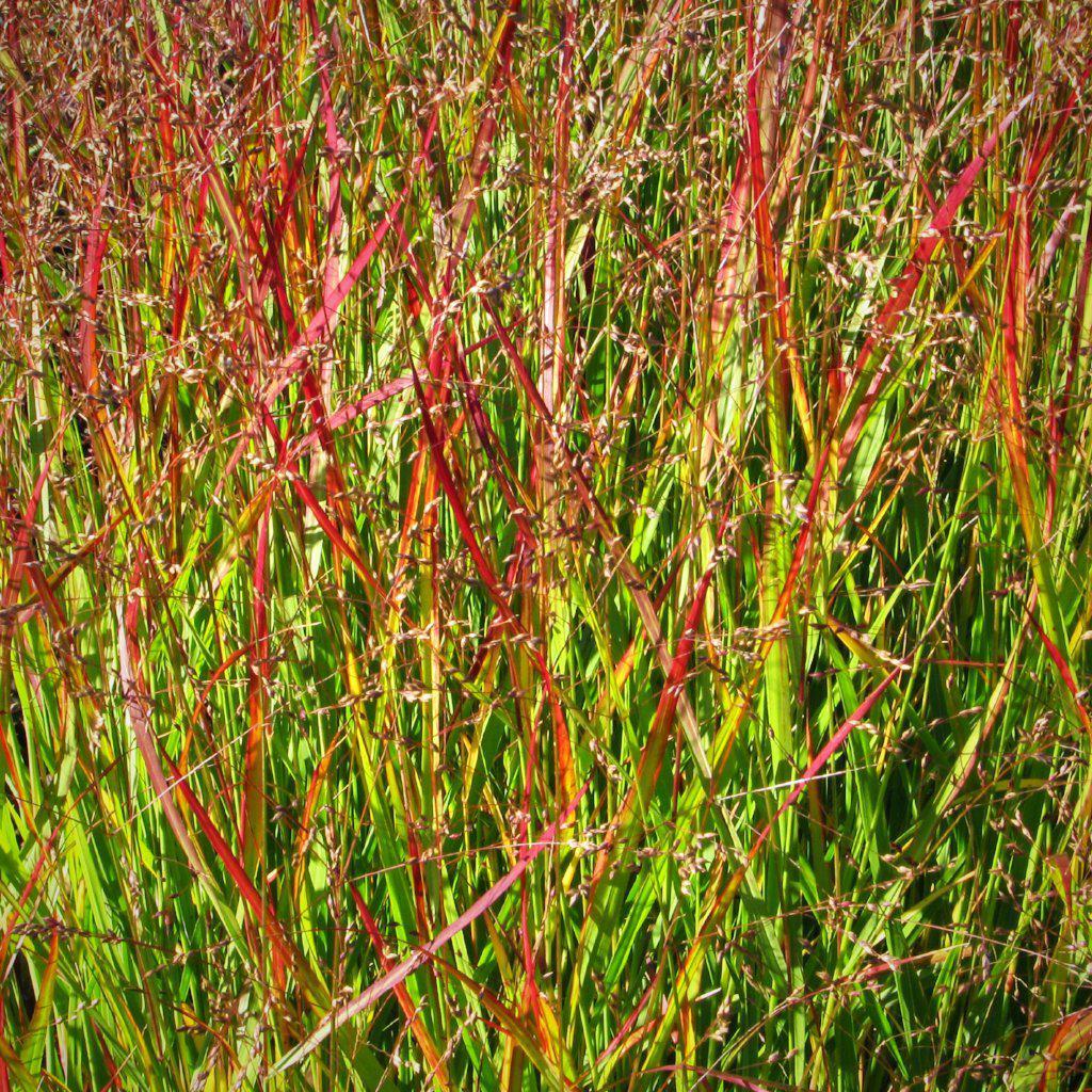 Shenandoah Switch Grass
