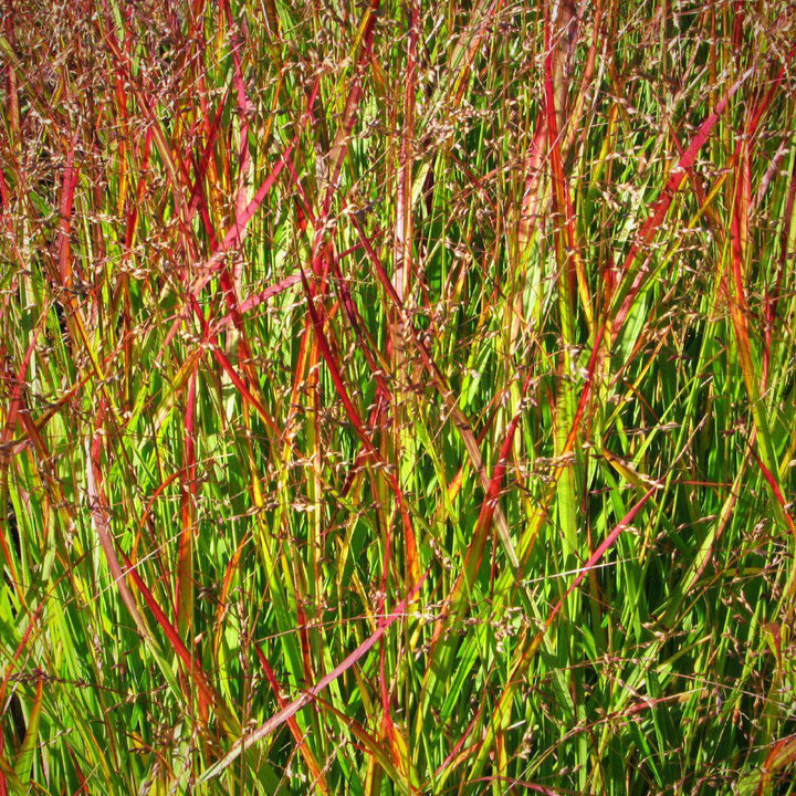Shenandoah Switch Grass