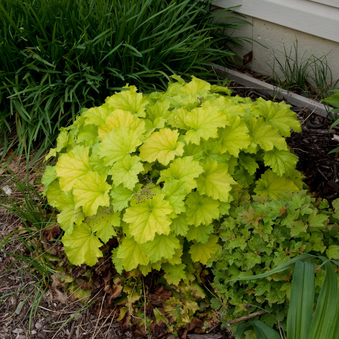 Heuchera 'Guacamole'  - Guacamole Heuchera