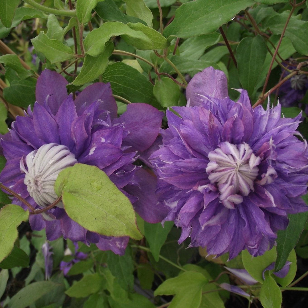 Regal® Diamantina™ Clematis