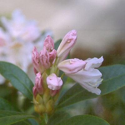 Cunningham's White Rhododendron