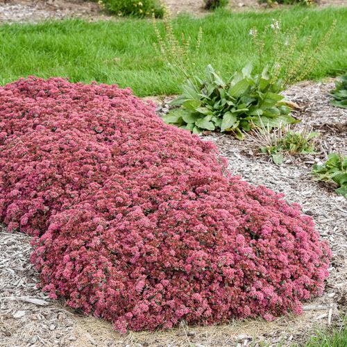 Rock 'N Round™ Popstar Stonecrop