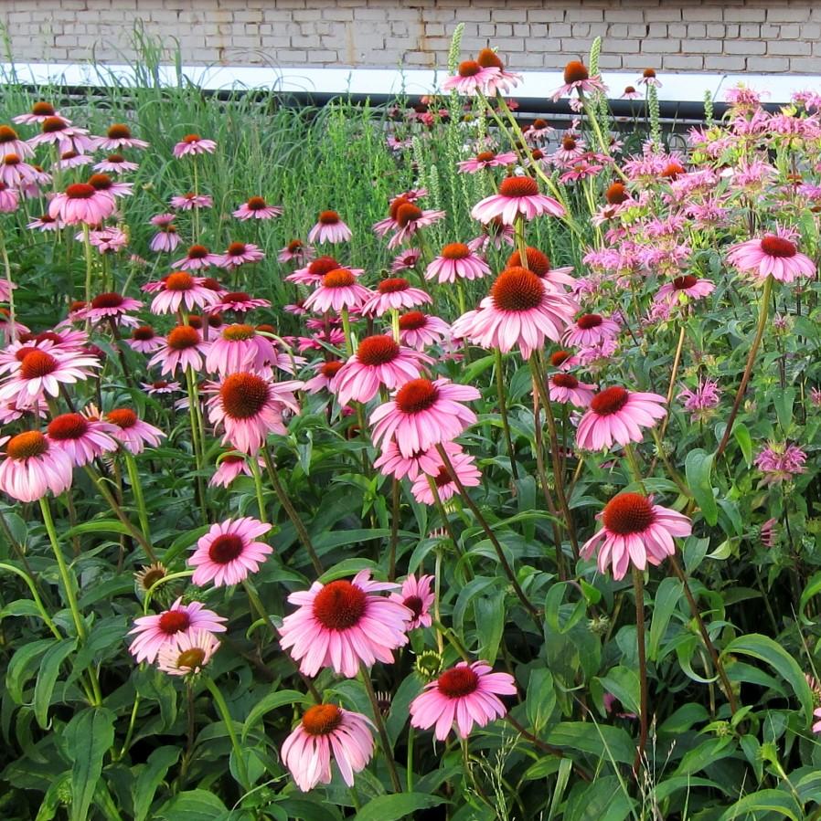 Magnus Echinacea, Coneflower