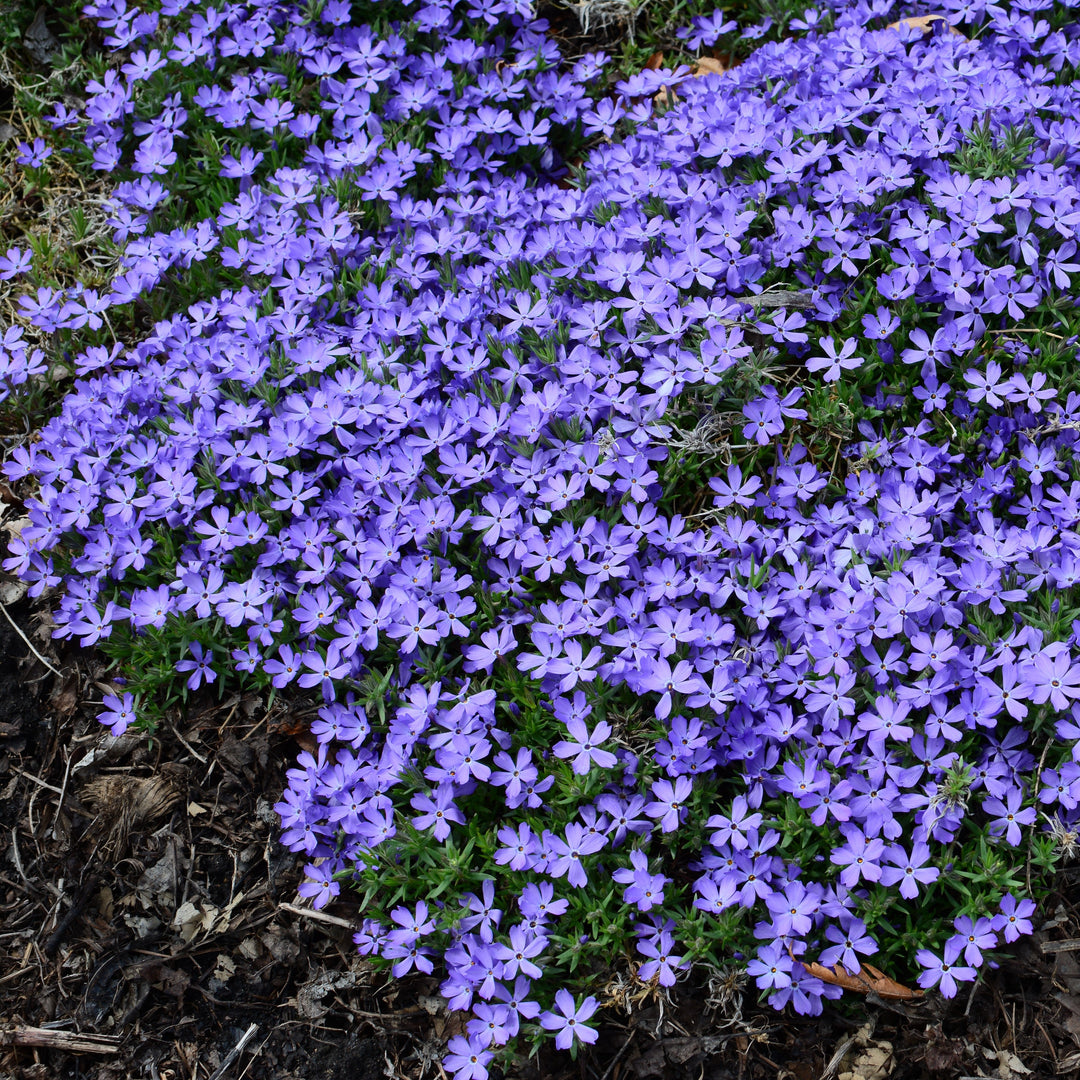 Violet Pinwheels Phlox