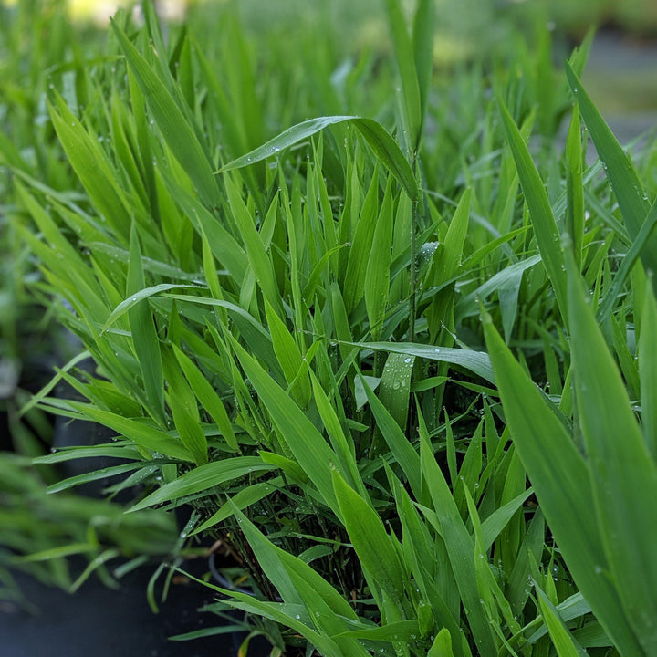 River Oats, Inland Sea Oats
